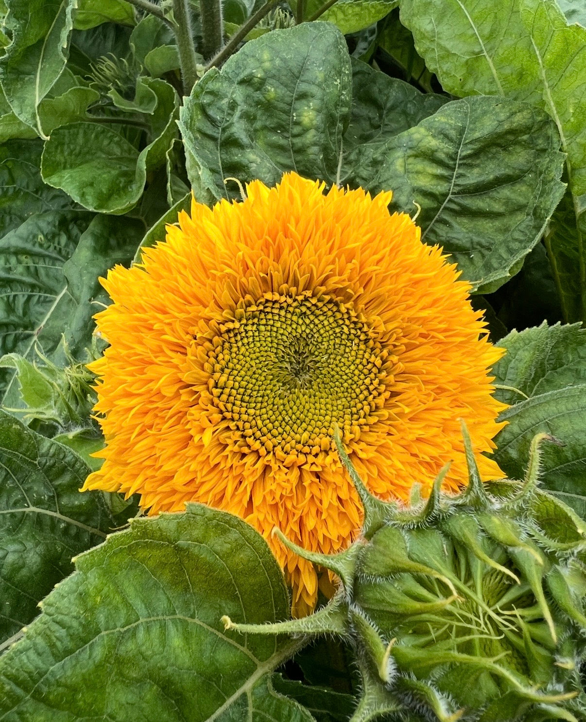 Sunflower Teddy Bear