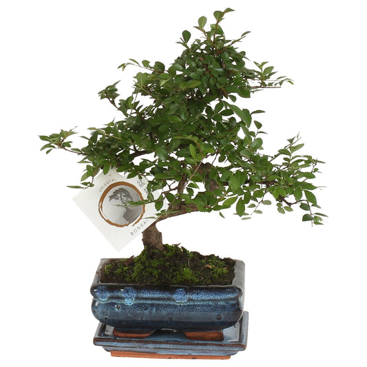 Bonsai tree - Zelkova serrata - Height 20-25cm - ⌀15cm