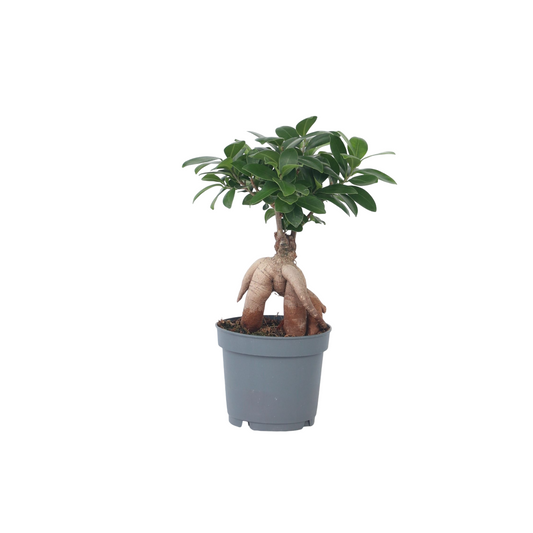 Curtain Fig - Ficus microcarpa - Height 30-40cm - ⌀12cm