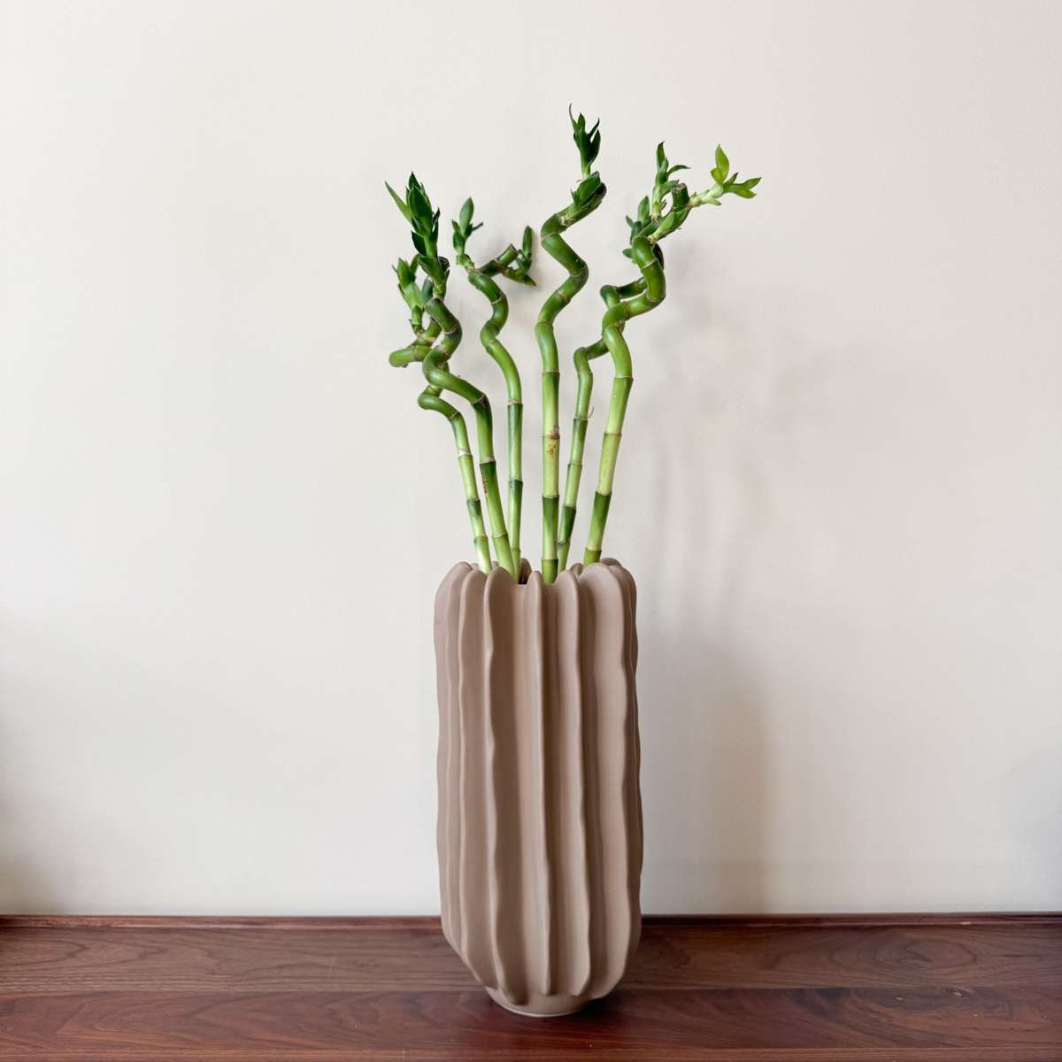 Lucky Bamboo - 6 pcs. - Dracaena sanderiana - Height 40-50cm - ⌀2cm