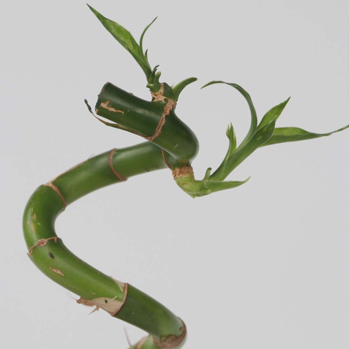 Lucky Bamboo - 6 pcs. - Dracaena sanderiana - Height 40-50cm - ⌀2cm