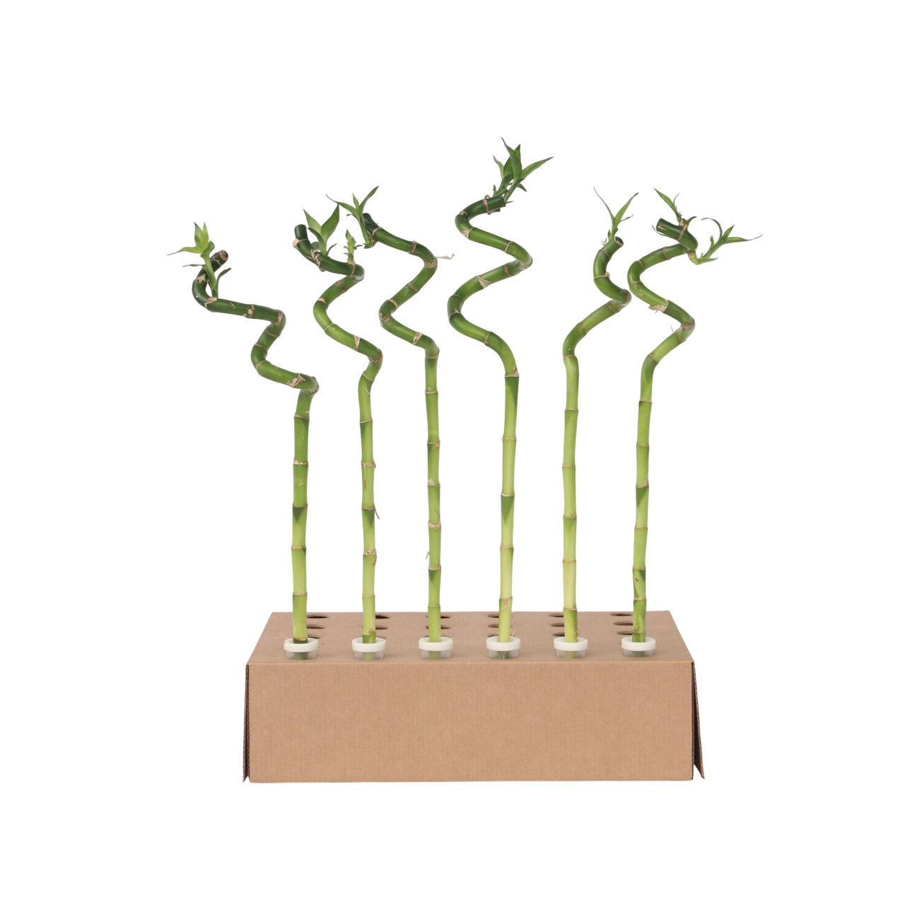 Lucky Bamboo - 6 pcs. - Dracaena sanderiana - Height 40-50cm - ⌀2cm