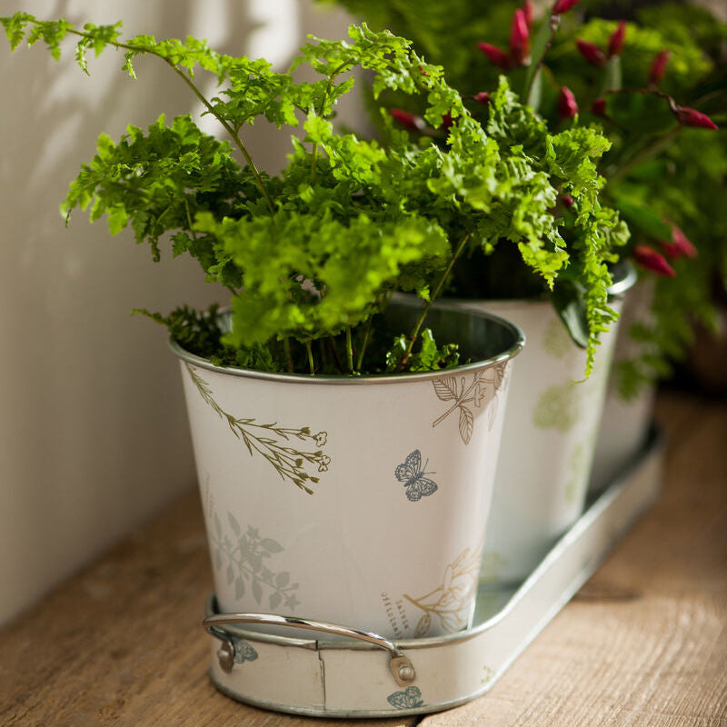 Jardin Set Of Three Pots On Oblong Tray