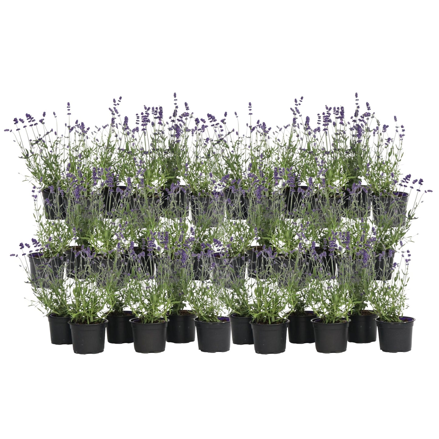 Lavender - 36 pcs. - Lavandula angustifolia - Height 10-15cm - ⌀10,5cm