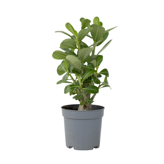 Desert rose - Adenium obesum - Height 25-40cm - ⌀10,5cm