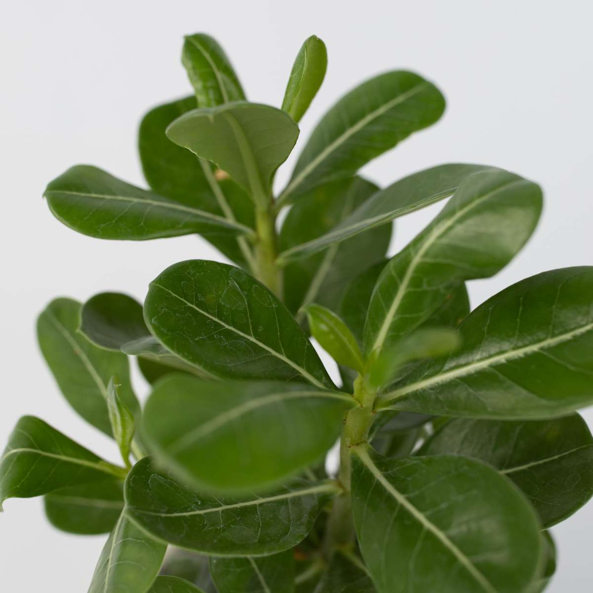 Desert rose - 4 pcs. - Adenium obesum - Height 25-40cm - ⌀10,5cm