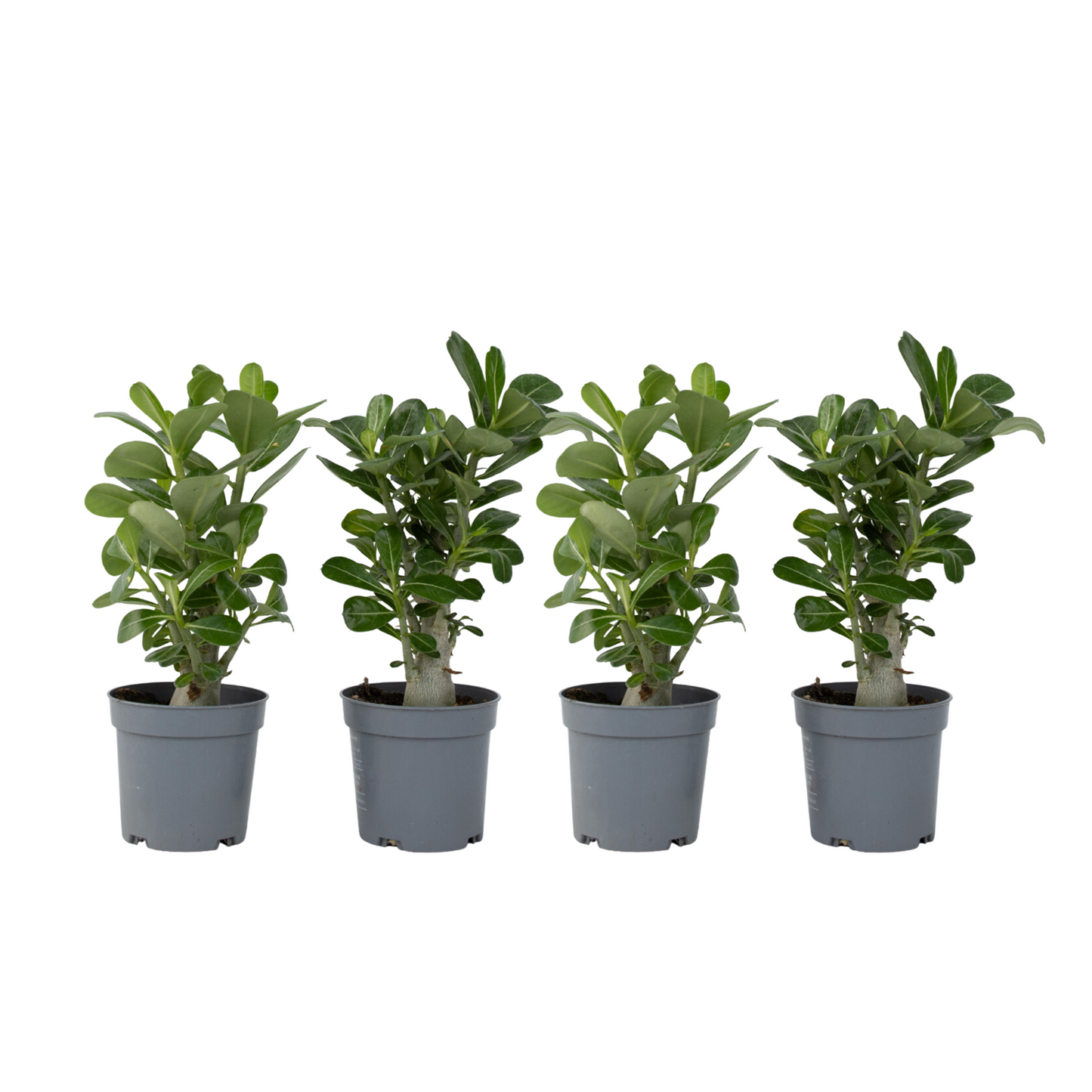 Desert rose - 4 pcs. - Adenium obesum - Height 25-40cm - ⌀10,5cm