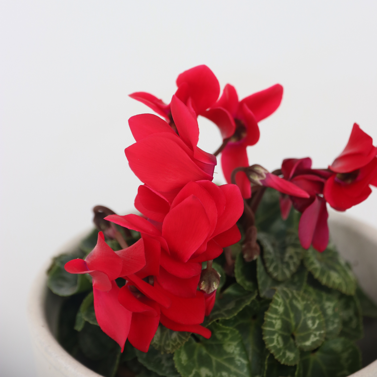 Florists' Cyclamen - 6 pcs. - Cyclamen persicum - Height 10-20cm - ⌀9cm