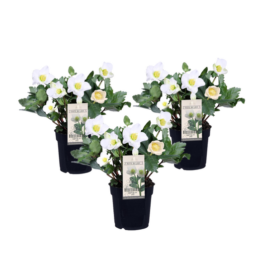 Christmas Rose - 3 pcs. - Helleborus niger 'Mont Blanc' - Height 20-30cm - ⌀12cm