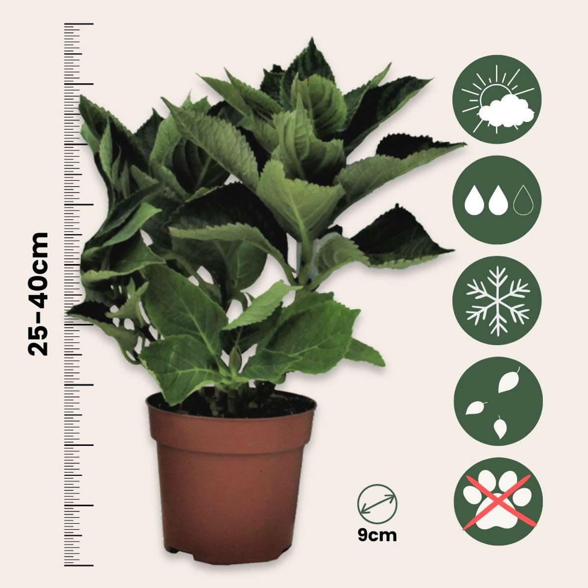 Hortensia - 6 pcs. - Hydrangea macrophylla 'Red Bull' - Height 25-40cm - ⌀9cm