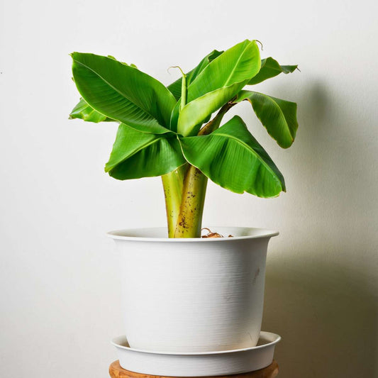 Hardy Banana - 4 pcs. - Musa basjoo - Height 25-40cm - ⌀9cm