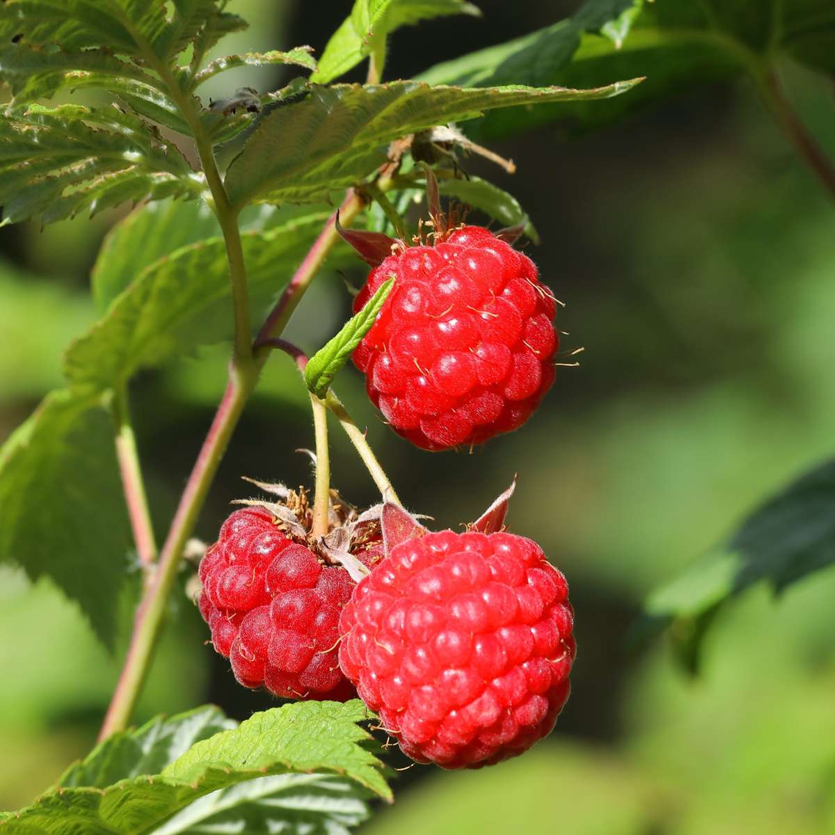 Raspberry plant - 3 pcs. - Rubus ideaus 'Autumn Bliss' - Height 25-40cm - ⌀9cm