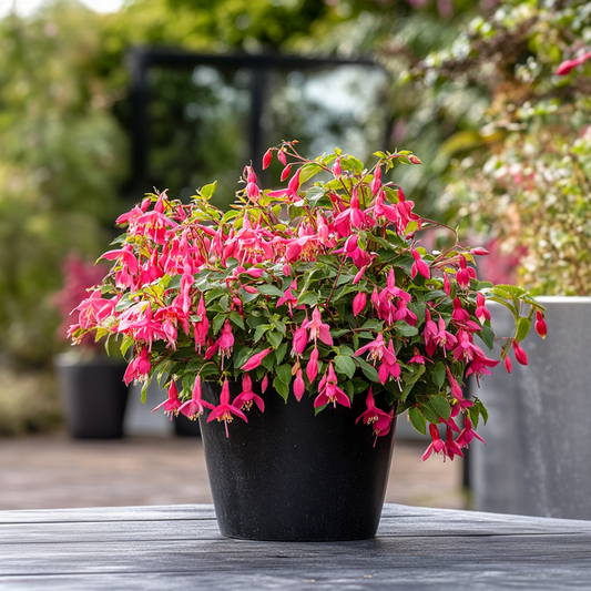 Humming-bird fuchsia - 6 pcs. - Fuchsia magellanica - Height 10-20cm - ⌀9cm