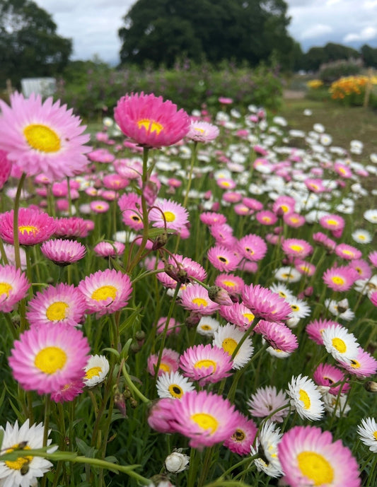 Strawflower Helipterum Roseum Mixed