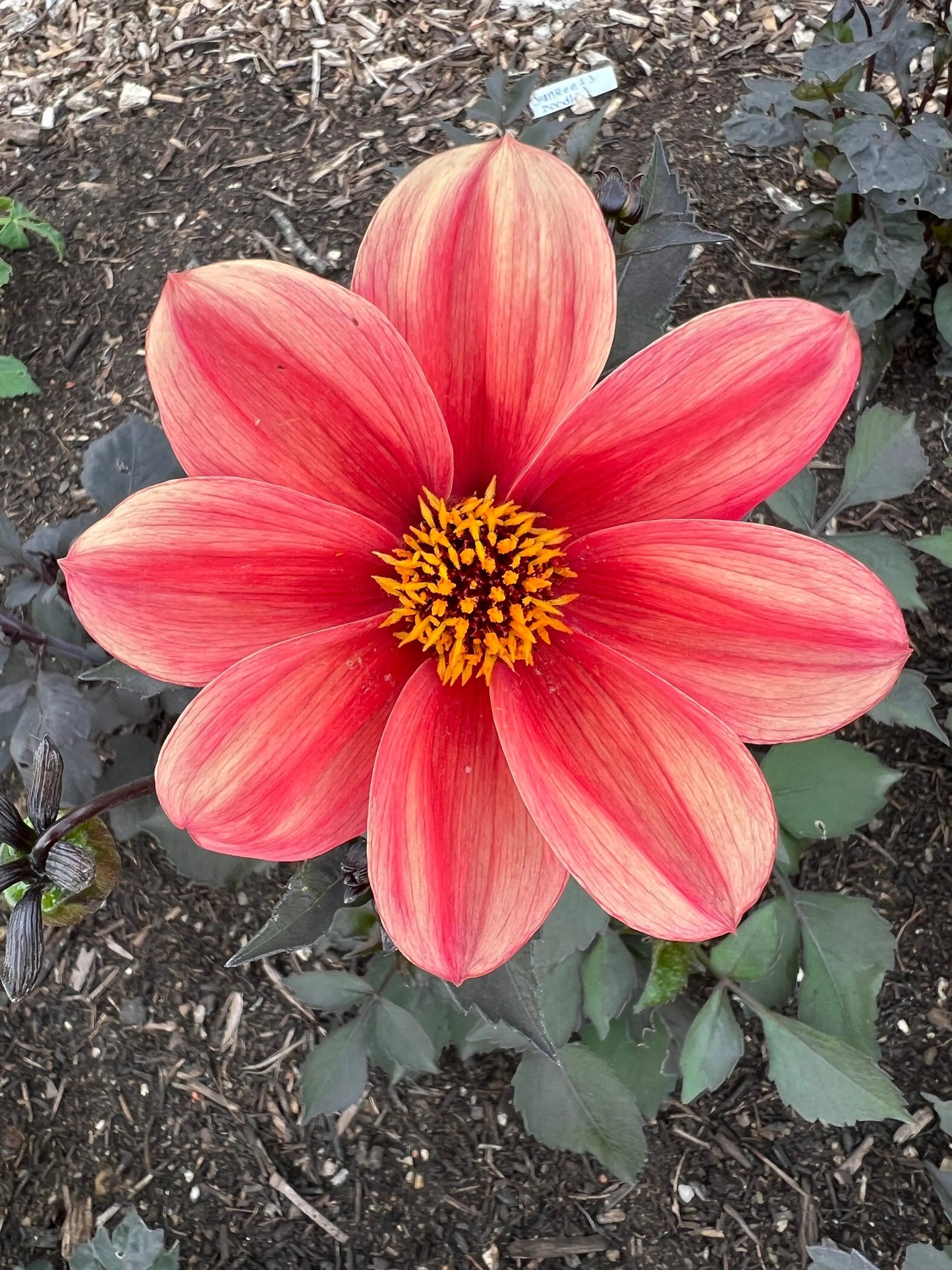 Dahlia Bishops Children Mix