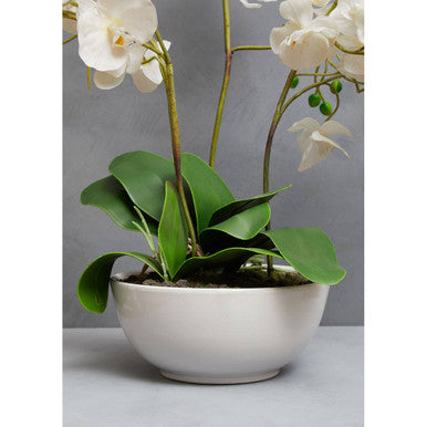 White Orchid in White Pot | Fiori