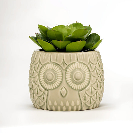 Fiori Large Succulent in Grey Ceramic Owl Pot