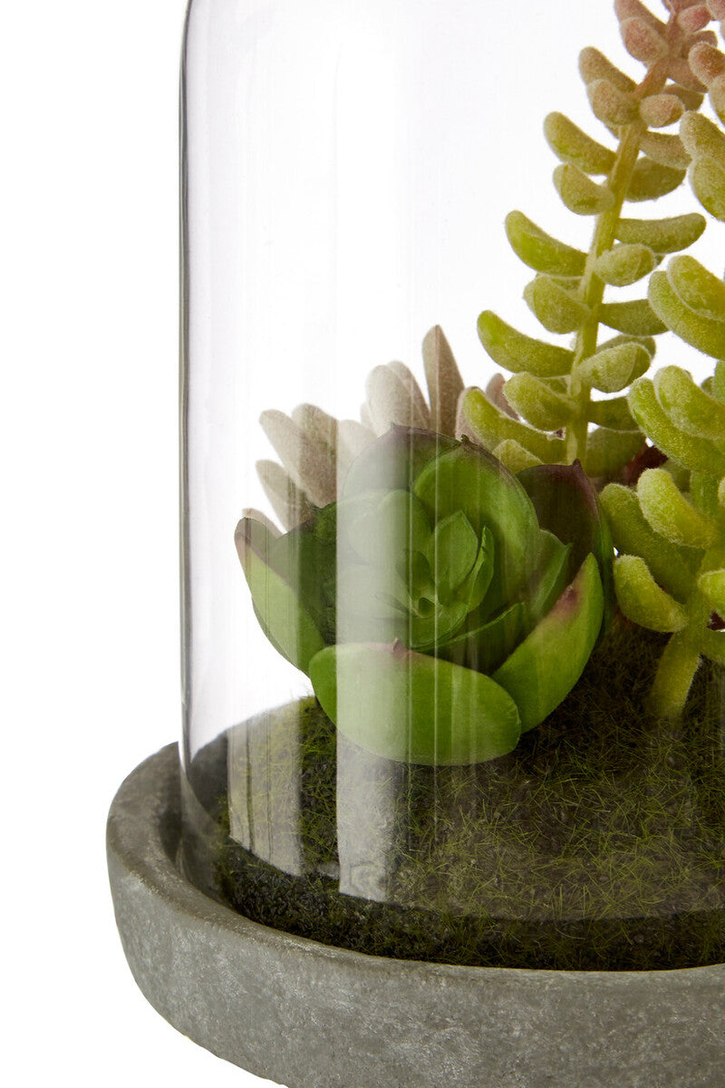 Fiori Small Succulent Dome With Cement Base