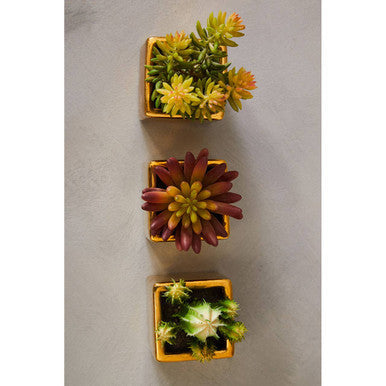 Fiori Set of 3 Mini Succulents with Gold Pot