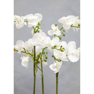 White Orchid Plant in Rectangular Pot | Fiori