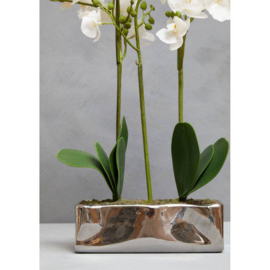 White Orchid Plant in Rectangular Pot | Fiori