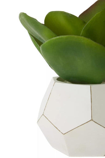 Fiori White Cement Pot Succulent