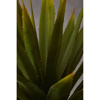 Fiori Agave Succulent