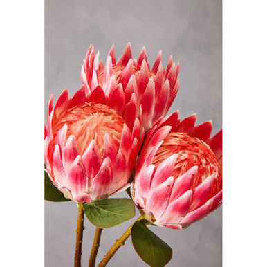 Fiori Pink Protea Flower Stem