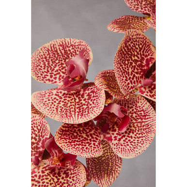 Fiori 100cm Spray Pink Orchid