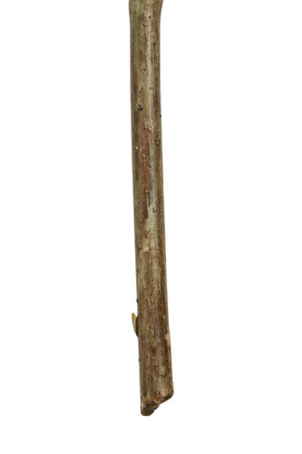 Fiori Green Hop Flower Spray Stem