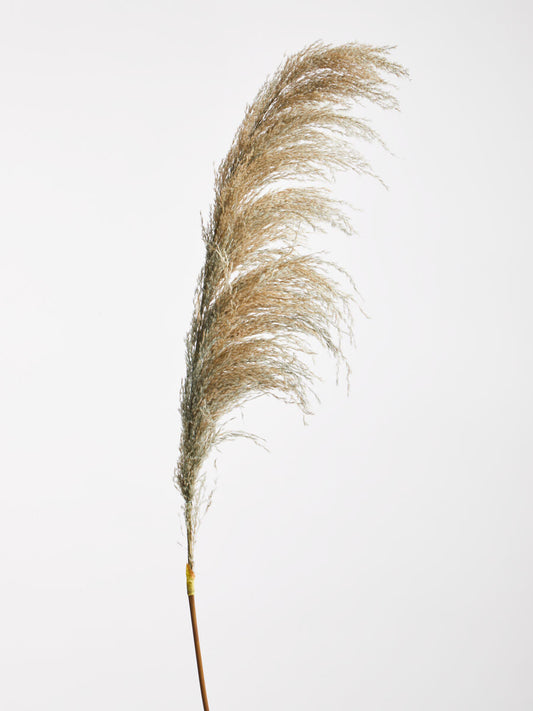 Fiori Pampas Grass Blue Stem