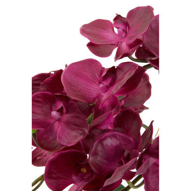 Fiori Aubergine Orchid Plant