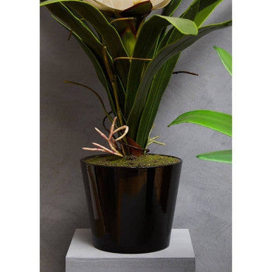 Fiori White Tropical Plant