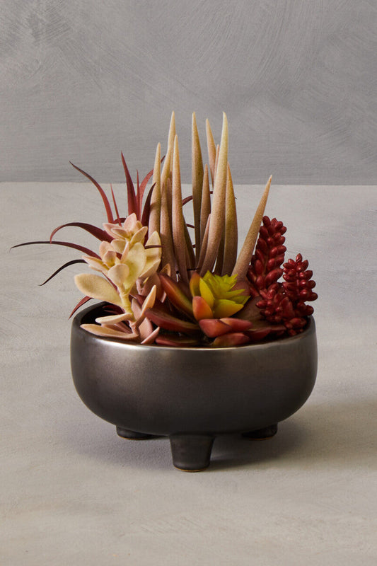 Fiori Mixed Succulents In Grey Ceramic Pot
