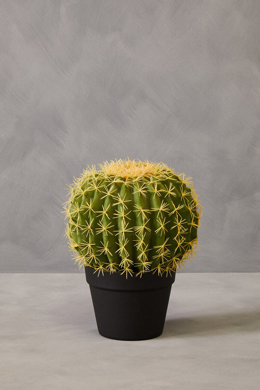 Fiori Cactus