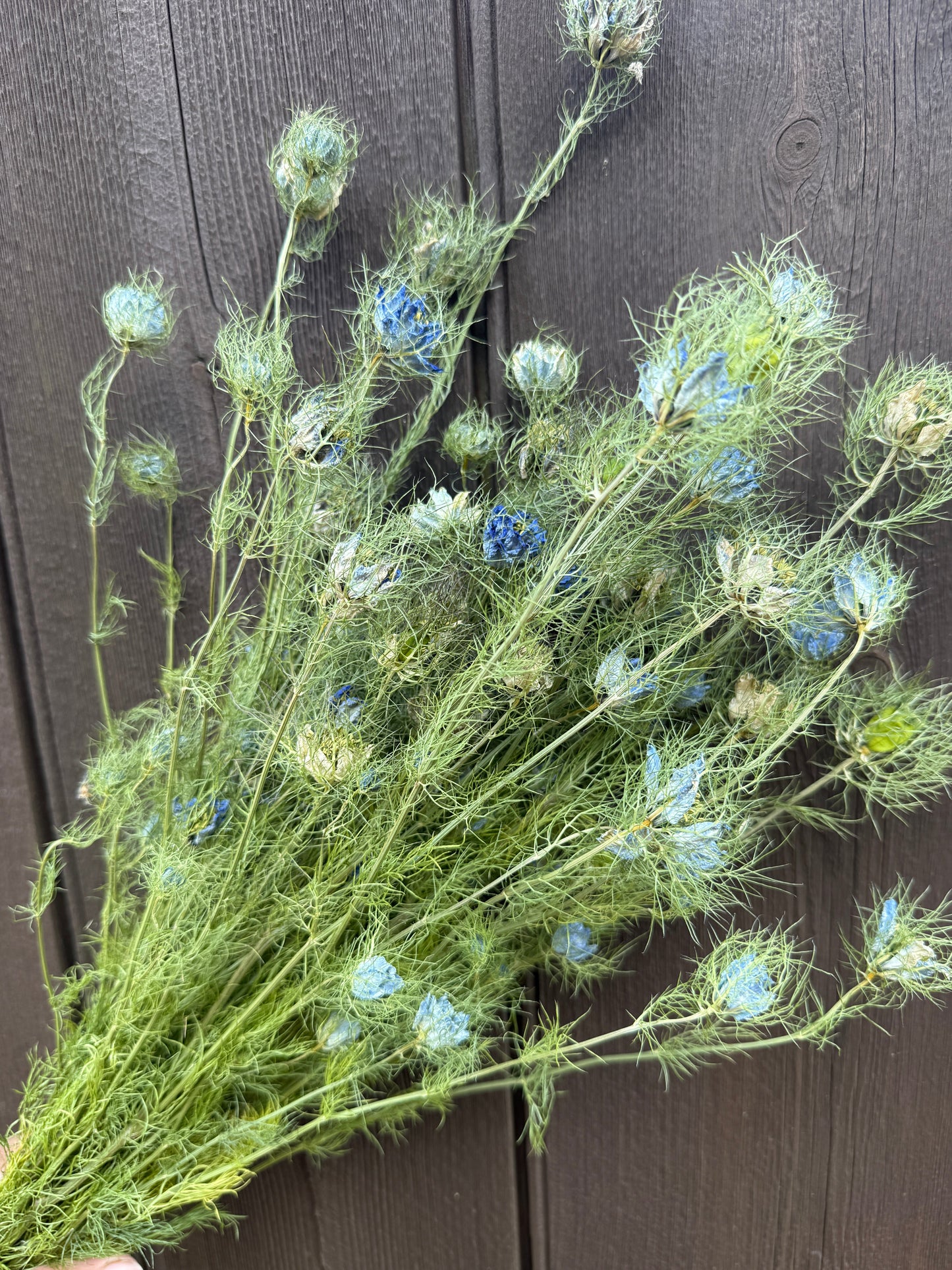 Dried Nigella Flowers | Love-in-a-Mist Norfolk Bunch