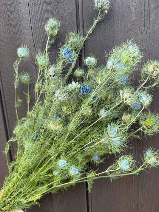Dried Nigella Flowers | Love-in-a-Mist Norfolk Bunch