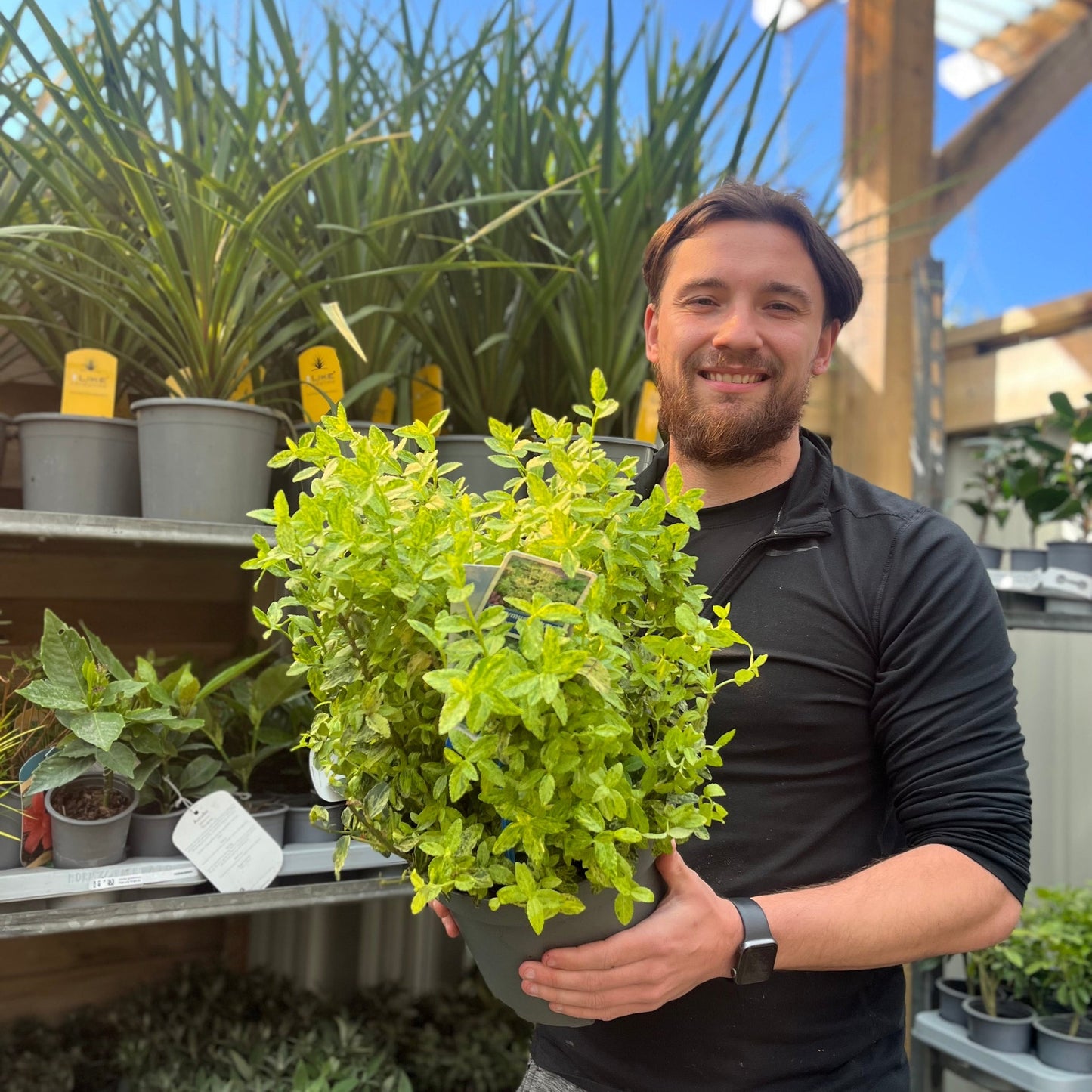 Euonymus fortunei 'Golden Harlequin' 5L