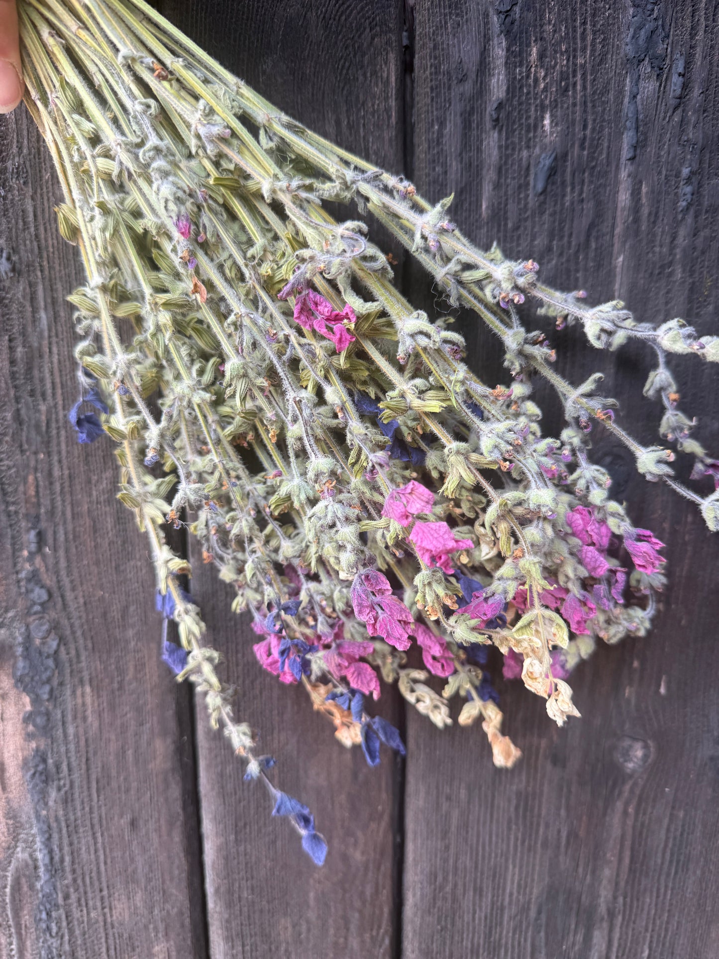 Dried Clary Sage | Salvia sclarea | Norfolk Cottage Garden