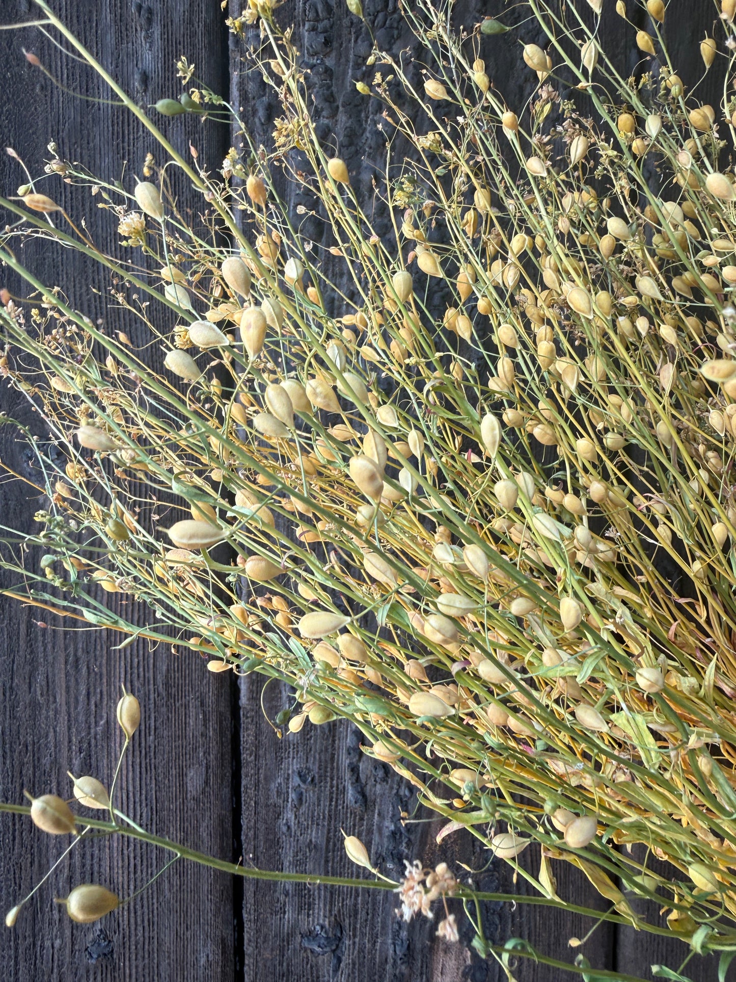 Camelina Sativa Dried | Gold-of-Pleasure Norfolk Bunch
