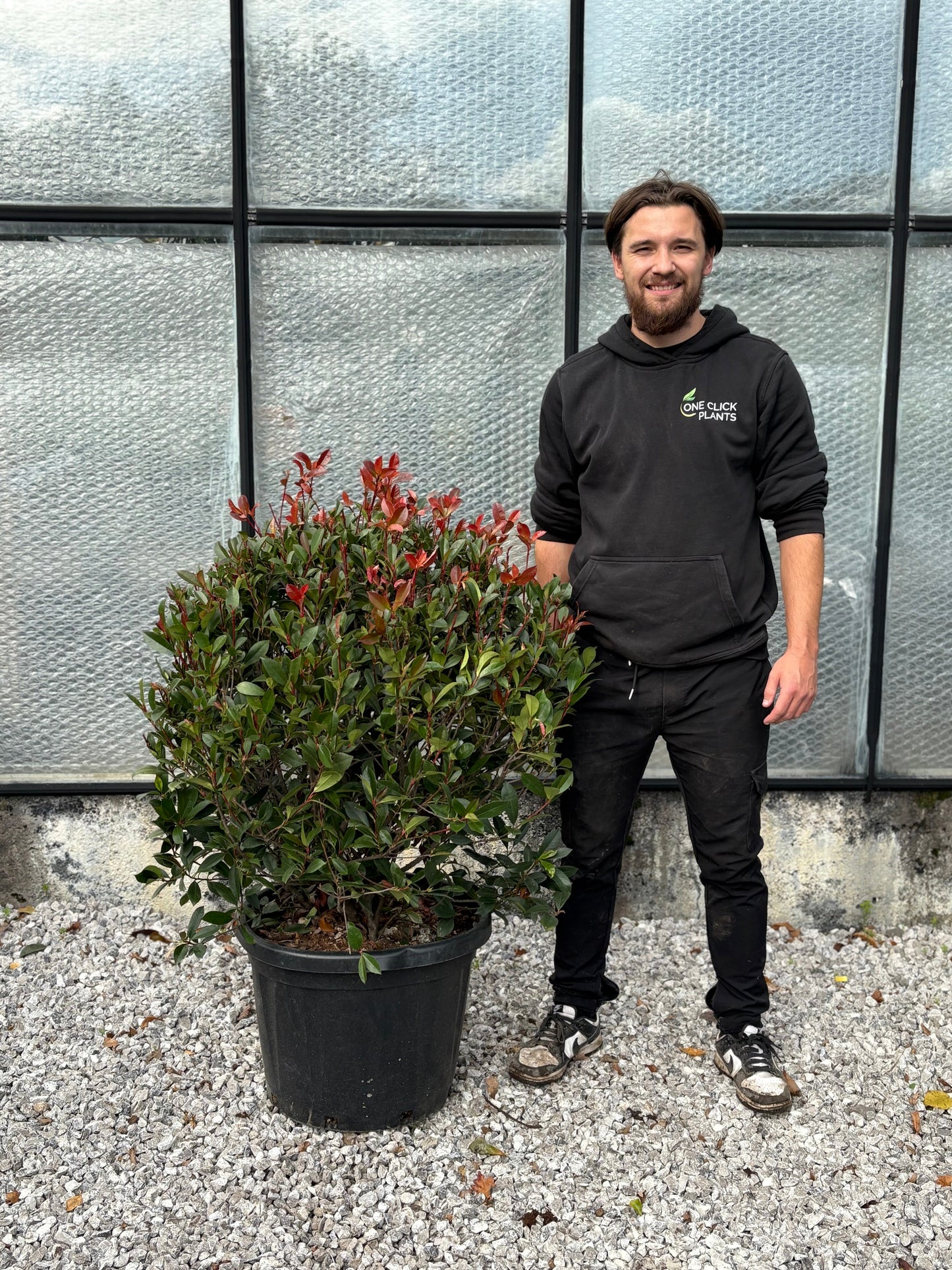 Photinia 'Red Robin' Ball 45L (60cm dia.)
