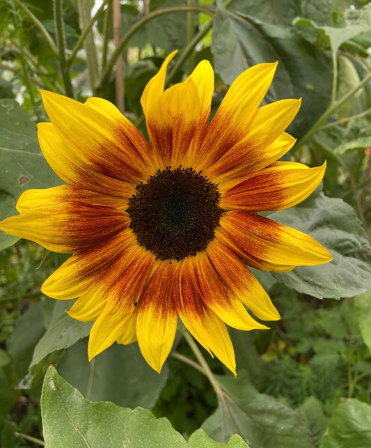 Sunflower Ring of Fire