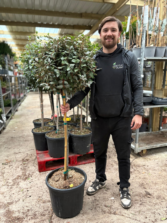Elaeagnus x ebbingei Compacta Patio Tree