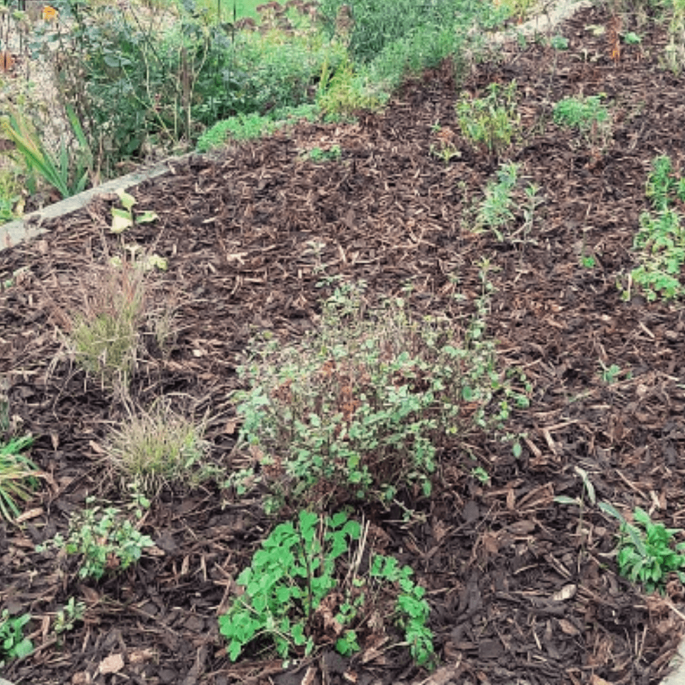 Winter Garden Bark Mulch