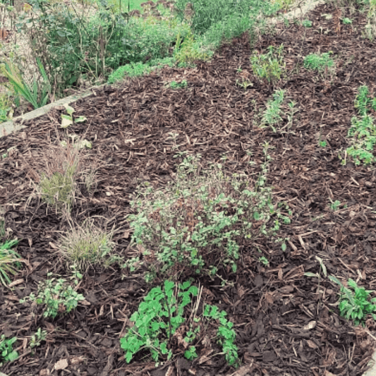 Winter Garden Bark Mulch