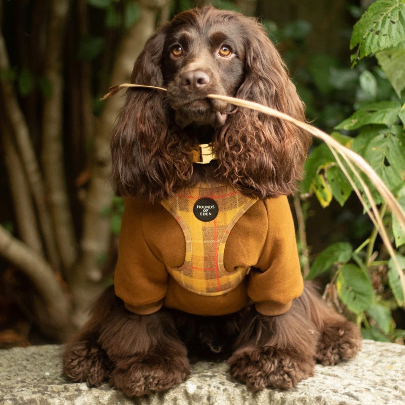 Dog Hoodie - Brown