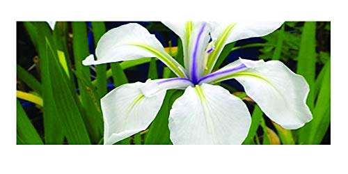 Iris laevigata ‘Snowdrift’ - Marginal Pond Plants - MP049