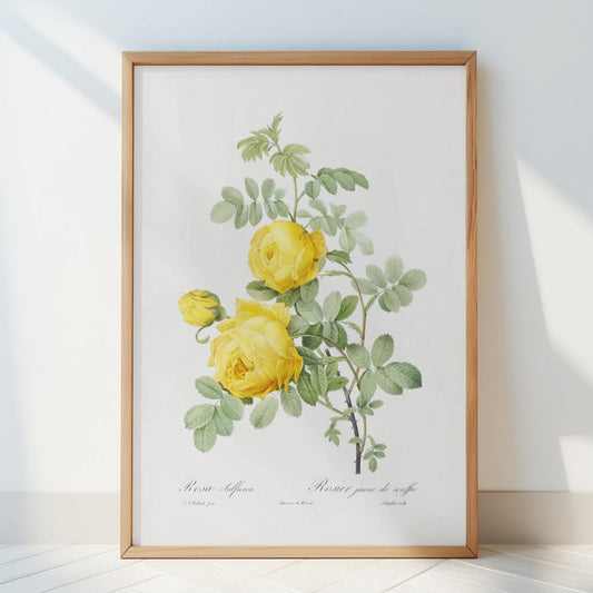 Rosa Hemisphaerica, Les Roses (1817–1824) Print