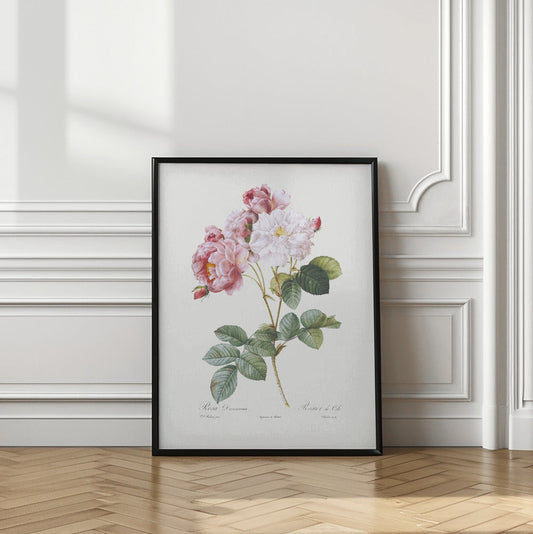 Rosebush, Les Roses (1817–1824) Print