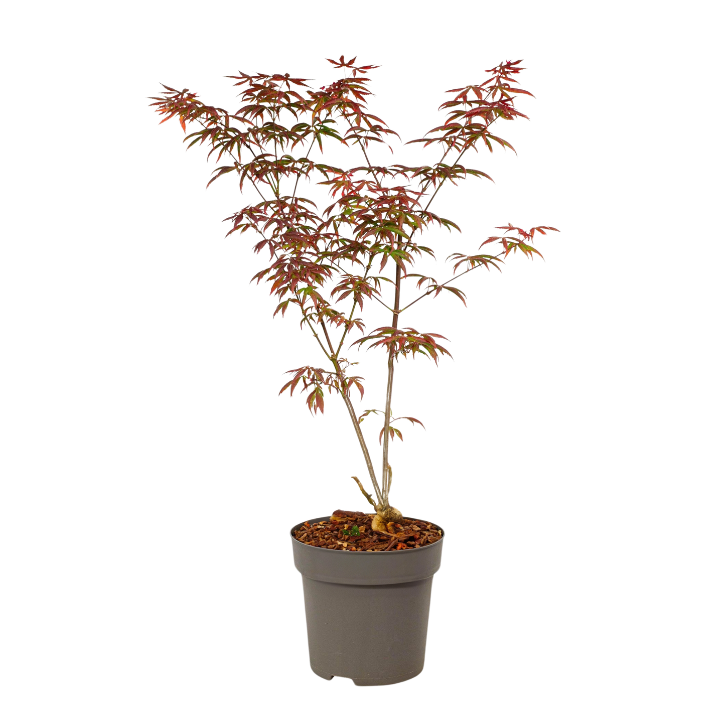 Japanese maple - Acer palmatum 'Starfish' - Height 60-70cm - ⌀19cm
